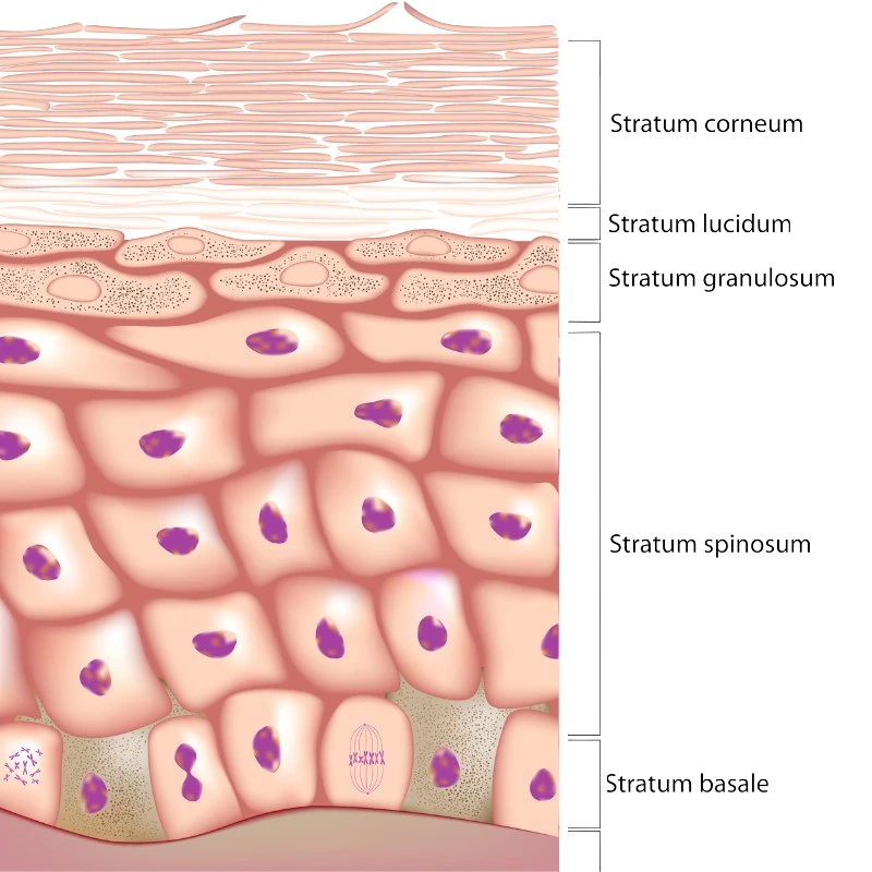 Epidermis Diagram